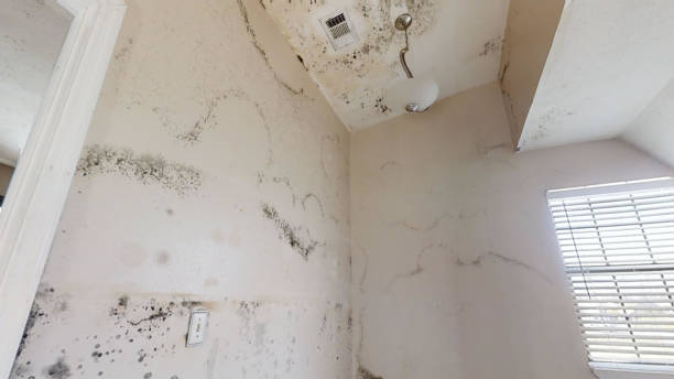 Environmental Consulting for Mold Prevention