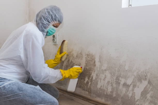 Best Industrial Mold Remediation  in Hebron, KY
