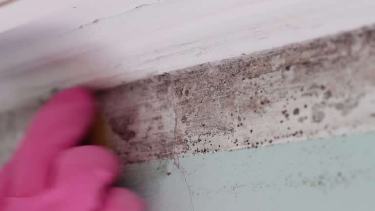 Reliable Hebron, KY Mold Removal Solutions